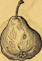 Picture 216 of 256 from Historia novi et admirabilis fontis balneique Bollensis in Ducatu Vvirtembergico ad acidulas Goepingenses ... (1598), leaf 443