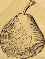 Picture 217 of 256 from Historia novi et admirabilis fontis balneique Bollensis in Ducatu Vvirtembergico ad acidulas Goepingenses ... (1598), leaf 444