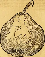 Picture 218 of 256 from Historia novi et admirabilis fontis balneique Bollensis in Ducatu Vvirtembergico ad acidulas Goepingenses ... (1598), leaf 445