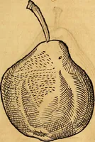 Picture 219 of 256 from Historia novi et admirabilis fontis balneique Bollensis in Ducatu Vvirtembergico ad acidulas Goepingenses ... (1598), leaf 446