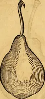 Picture 221 of 256 from Historia novi et admirabilis fontis balneique Bollensis in Ducatu Vvirtembergico ad acidulas Goepingenses ... (1598), leaf 448
