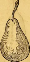 Picture 224 of 256 from Historia novi et admirabilis fontis balneique Bollensis in Ducatu Vvirtembergico ad acidulas Goepingenses ... (1598), leaf 451