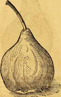 Picture 226 of 256 from Historia novi et admirabilis fontis balneique Bollensis in Ducatu Vvirtembergico ad acidulas Goepingenses ... (1598), leaf 453