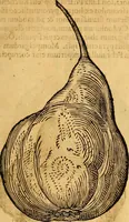 Picture 227 of 256 from Historia novi et admirabilis fontis balneique Bollensis in Ducatu Vvirtembergico ad acidulas Goepingenses ... (1598), leaf 454