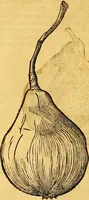 Picture 230 of 256 from Historia novi et admirabilis fontis balneique Bollensis in Ducatu Vvirtembergico ad acidulas Goepingenses ... (1598), leaf 457