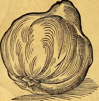 An illustration from Historia novi et admirabilis fontis balneique Bollensis in Ducatu Vvirtembergico ad acidulas Goepingenses ... (1598)