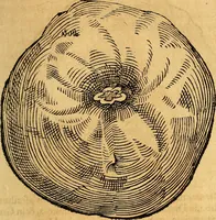 An illustration from Historia novi et admirabilis fontis balneique Bollensis in Ducatu Vvirtembergico ad acidulas Goepingenses ... (1598)