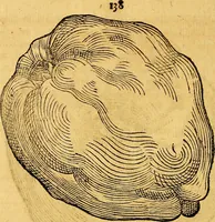 An illustration from Historia novi et admirabilis fontis balneique Bollensis in Ducatu Vvirtembergico ad acidulas Goepingenses ... (1598)
