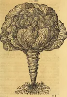 An illustration from Historia novi et admirabilis fontis balneique Bollensis in Ducatu Vvirtembergico ad acidulas Goepingenses ... (1598)