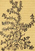 An illustration from Historia novi et admirabilis fontis balneique Bollensis in Ducatu Vvirtembergico ad acidulas Goepingenses ... (1598)