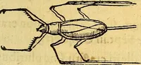 An illustration from Historia novi et admirabilis fontis balneique Bollensis in Ducatu Vvirtembergico ad acidulas Goepingenses ... (1598)