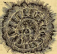 An illustration from Historia novi et admirabilis fontis balneique Bollensis in Ducatu Vvirtembergico ad acidulas Goepingenses ... (1598)