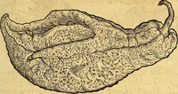 An illustration from Historia novi et admirabilis fontis balneique Bollensis in Ducatu Vvirtembergico ad acidulas Goepingenses ... (1598)