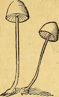 Picture 251 of 256 from Historia novi et admirabilis fontis balneique Bollensis in Ducatu Vvirtembergico ad acidulas Goepingenses ... (1598), leaf 570