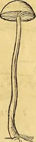 An illustration from Historia novi et admirabilis fontis balneique Bollensis in Ducatu Vvirtembergico ad acidulas Goepingenses ... (1598)