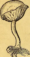 Picture 254 of 256 from Historia novi et admirabilis fontis balneique Bollensis in Ducatu Vvirtembergico ad acidulas Goepingenses ... (1598), leaf 571