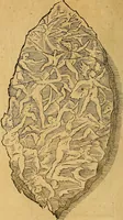 An illustration from Historia novi et admirabilis fontis balneique Bollensis in Ducatu Wirtembergico ad acidulas Goepingenses : mandato illustris. principis ac D.D. Frid. Ducis Vvirtemberg. et Teccensis. Comitis Montisbelig. &c. ac Equ. Ord. Reg. Gall. ad subditorum omniumqu[e] vicinorum & exterorum emolumentum ob vires insignes adornati, (1598)