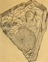 An illustration from Historia novi et admirabilis fontis balneique Bollensis in Ducatu Wirtembergico ad acidulas Goepingenses : mandato illustris. principis ac D.D. Frid. Ducis Vvirtemberg. et Teccensis. Comitis Montisbelig. &c. ac Equ. Ord. Reg. Gall. ad subditorum omniumqu[e] vicinorum & exterorum emolumentum ob vires insignes adornati, (1598)