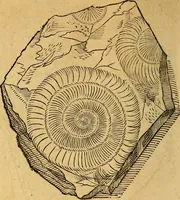 Picture 16 of 257 from Historia novi et admirabilis fontis balneique Bollensis in Ducatu Wirtembergico ad acidulas Goepingenses : mandato illustris. principis ac D.D. Frid. Ducis Vvirtemberg. et Teccensis. Comitis Montisbelig. &c. ac Equ. Ord. Reg. Gall. ad subditorum omniumqu[e] vicinorum & exterorum emolumentum ob vires insignes adornati, (1598), leaf 351