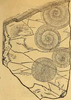 An illustration from Historia novi et admirabilis fontis balneique Bollensis in Ducatu Wirtembergico ad acidulas Goepingenses : mandato illustris. principis ac D.D. Frid. Ducis Vvirtemberg. et Teccensis. Comitis Montisbelig. &c. ac Equ. Ord. Reg. Gall. ad subditorum omniumqu[e] vicinorum & exterorum emolumentum ob vires insignes adornati, (1598)