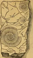 An illustration from Historia novi et admirabilis fontis balneique Bollensis in Ducatu Wirtembergico ad acidulas Goepingenses : mandato illustris. principis ac D.D. Frid. Ducis Vvirtemberg. et Teccensis. Comitis Montisbelig. &c. ac Equ. Ord. Reg. Gall. ad subditorum omniumqu[e] vicinorum & exterorum emolumentum ob vires insignes adornati, (1598)