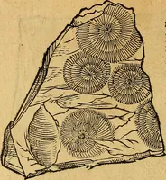 An illustration from Historia novi et admirabilis fontis balneique Bollensis in Ducatu Wirtembergico ad acidulas Goepingenses : mandato illustris. principis ac D.D. Frid. Ducis Vvirtemberg. et Teccensis. Comitis Montisbelig. &c. ac Equ. Ord. Reg. Gall. ad subditorum omniumqu[e] vicinorum & exterorum emolumentum ob vires insignes adornati, (1598)