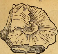 An illustration from Historia novi et admirabilis fontis balneique Bollensis in Ducatu Wirtembergico ad acidulas Goepingenses : mandato illustris. principis ac D.D. Frid. Ducis Vvirtemberg. et Teccensis. Comitis Montisbelig. &c. ac Equ. Ord. Reg. Gall. ad subditorum omniumqu[e] vicinorum & exterorum emolumentum ob vires insignes adornati, (1598)