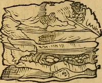 Picture 29 of 257 from Historia novi et admirabilis fontis balneique Bollensis in Ducatu Wirtembergico ad acidulas Goepingenses : mandato illustris. principis ac D.D. Frid. Ducis Vvirtemberg. et Teccensis. Comitis Montisbelig. &c. ac Equ. Ord. Reg. Gall. ad subditorum omniumqu[e] vicinorum & exterorum emolumentum ob vires insignes adornati, (1598), leaf 359