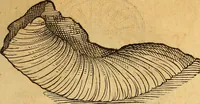 An illustration from Historia novi et admirabilis fontis balneique Bollensis in Ducatu Wirtembergico ad acidulas Goepingenses : mandato illustris. principis ac D.D. Frid. Ducis Vvirtemberg. et Teccensis. Comitis Montisbelig. &c. ac Equ. Ord. Reg. Gall. ad subditorum omniumqu[e] vicinorum & exterorum emolumentum ob vires insignes adornati, (1598)