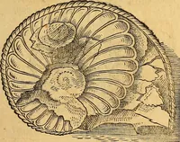 Picture 31 of 257 from Historia novi et admirabilis fontis balneique Bollensis in Ducatu Wirtembergico ad acidulas Goepingenses : mandato illustris. principis ac D.D. Frid. Ducis Vvirtemberg. et Teccensis. Comitis Montisbelig. &c. ac Equ. Ord. Reg. Gall. ad subditorum omniumqu[e] vicinorum & exterorum emolumentum ob vires insignes adornati, (1598), leaf 360