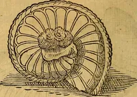 Picture 32 of 257 from Historia novi et admirabilis fontis balneique Bollensis in Ducatu Wirtembergico ad acidulas Goepingenses : mandato illustris. principis ac D.D. Frid. Ducis Vvirtemberg. et Teccensis. Comitis Montisbelig. &c. ac Equ. Ord. Reg. Gall. ad subditorum omniumqu[e] vicinorum & exterorum emolumentum ob vires insignes adornati, (1598), leaf 361