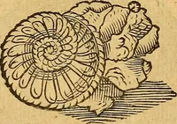 Picture 35 of 257 from Historia novi et admirabilis fontis balneique Bollensis in Ducatu Wirtembergico ad acidulas Goepingenses : mandato illustris. principis ac D.D. Frid. Ducis Vvirtemberg. et Teccensis. Comitis Montisbelig. &c. ac Equ. Ord. Reg. Gall. ad subditorum omniumqu[e] vicinorum & exterorum emolumentum ob vires insignes adornati, (1598), leaf 362
