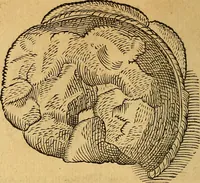An illustration from Historia novi et admirabilis fontis balneique Bollensis in Ducatu Wirtembergico ad acidulas Goepingenses : mandato illustris. principis ac D.D. Frid. Ducis Vvirtemberg. et Teccensis. Comitis Montisbelig. &c. ac Equ. Ord. Reg. Gall. ad subditorum omniumqu[e] vicinorum & exterorum emolumentum ob vires insignes adornati, (1598)