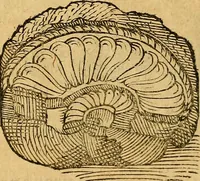 Picture 37 of 257 from Historia novi et admirabilis fontis balneique Bollensis in Ducatu Wirtembergico ad acidulas Goepingenses : mandato illustris. principis ac D.D. Frid. Ducis Vvirtemberg. et Teccensis. Comitis Montisbelig. &c. ac Equ. Ord. Reg. Gall. ad subditorum omniumqu[e] vicinorum & exterorum emolumentum ob vires insignes adornati, (1598), leaf 363