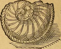 Picture 40 of 257 from Historia novi et admirabilis fontis balneique Bollensis in Ducatu Wirtembergico ad acidulas Goepingenses : mandato illustris. principis ac D.D. Frid. Ducis Vvirtemberg. et Teccensis. Comitis Montisbelig. &c. ac Equ. Ord. Reg. Gall. ad subditorum omniumqu[e] vicinorum & exterorum emolumentum ob vires insignes adornati, (1598), leaf 365