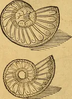 Picture 41 of 257 from Historia novi et admirabilis fontis balneique Bollensis in Ducatu Wirtembergico ad acidulas Goepingenses : mandato illustris. principis ac D.D. Frid. Ducis Vvirtemberg. et Teccensis. Comitis Montisbelig. &c. ac Equ. Ord. Reg. Gall. ad subditorum omniumqu[e] vicinorum & exterorum emolumentum ob vires insignes adornati, (1598), leaf 365