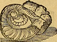 Picture 46 of 257 from Historia novi et admirabilis fontis balneique Bollensis in Ducatu Wirtembergico ad acidulas Goepingenses : mandato illustris. principis ac D.D. Frid. Ducis Vvirtemberg. et Teccensis. Comitis Montisbelig. &c. ac Equ. Ord. Reg. Gall. ad subditorum omniumqu[e] vicinorum & exterorum emolumentum ob vires insignes adornati, (1598), leaf 367