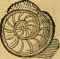 Picture 49 of 257 from Historia novi et admirabilis fontis balneique Bollensis in Ducatu Wirtembergico ad acidulas Goepingenses : mandato illustris. principis ac D.D. Frid. Ducis Vvirtemberg. et Teccensis. Comitis Montisbelig. &c. ac Equ. Ord. Reg. Gall. ad subditorum omniumqu[e] vicinorum & exterorum emolumentum ob vires insignes adornati, (1598), leaf 367