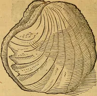 An illustration from Historia novi et admirabilis fontis balneique Bollensis in Ducatu Wirtembergico ad acidulas Goepingenses : mandato illustris. principis ac D.D. Frid. Ducis Vvirtemberg. et Teccensis. Comitis Montisbelig. &c. ac Equ. Ord. Reg. Gall. ad subditorum omniumqu[e] vicinorum & exterorum emolumentum ob vires insignes adornati, (1598)