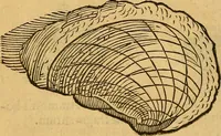 An illustration from Historia novi et admirabilis fontis balneique Bollensis in Ducatu Wirtembergico ad acidulas Goepingenses : mandato illustris. principis ac D.D. Frid. Ducis Vvirtemberg. et Teccensis. Comitis Montisbelig. &c. ac Equ. Ord. Reg. Gall. ad subditorum omniumqu[e] vicinorum & exterorum emolumentum ob vires insignes adornati, (1598)