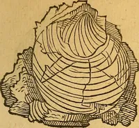 An illustration from Historia novi et admirabilis fontis balneique Bollensis in Ducatu Wirtembergico ad acidulas Goepingenses : mandato illustris. principis ac D.D. Frid. Ducis Vvirtemberg. et Teccensis. Comitis Montisbelig. &c. ac Equ. Ord. Reg. Gall. ad subditorum omniumqu[e] vicinorum & exterorum emolumentum ob vires insignes adornati, (1598)