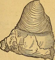 An illustration from Historia novi et admirabilis fontis balneique Bollensis in Ducatu Wirtembergico ad acidulas Goepingenses : mandato illustris. principis ac D.D. Frid. Ducis Vvirtemberg. et Teccensis. Comitis Montisbelig. &c. ac Equ. Ord. Reg. Gall. ad subditorum omniumqu[e] vicinorum & exterorum emolumentum ob vires insignes adornati, (1598)
