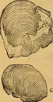An illustration from Historia novi et admirabilis fontis balneique Bollensis in Ducatu Wirtembergico ad acidulas Goepingenses : mandato illustris. principis ac D.D. Frid. Ducis Vvirtemberg. et Teccensis. Comitis Montisbelig. &c. ac Equ. Ord. Reg. Gall. ad subditorum omniumqu[e] vicinorum & exterorum emolumentum ob vires insignes adornati, (1598)