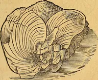 Picture 61 of 257 from Historia novi et admirabilis fontis balneique Bollensis in Ducatu Wirtembergico ad acidulas Goepingenses : mandato illustris. principis ac D.D. Frid. Ducis Vvirtemberg. et Teccensis. Comitis Montisbelig. &c. ac Equ. Ord. Reg. Gall. ad subditorum omniumqu[e] vicinorum & exterorum emolumentum ob vires insignes adornati, (1598), leaf 372