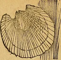 An illustration from Historia novi et admirabilis fontis balneique Bollensis in Ducatu Wirtembergico ad acidulas Goepingenses : mandato illustris. principis ac D.D. Frid. Ducis Vvirtemberg. et Teccensis. Comitis Montisbelig. &c. ac Equ. Ord. Reg. Gall. ad subditorum omniumqu[e] vicinorum & exterorum emolumentum ob vires insignes adornati, (1598)