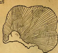 An illustration from Historia novi et admirabilis fontis balneique Bollensis in Ducatu Wirtembergico ad acidulas Goepingenses : mandato illustris. principis ac D.D. Frid. Ducis Vvirtemberg. et Teccensis. Comitis Montisbelig. &c. ac Equ. Ord. Reg. Gall. ad subditorum omniumqu[e] vicinorum & exterorum emolumentum ob vires insignes adornati, (1598)