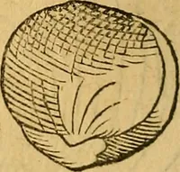 Picture 65 of 257 from Historia novi et admirabilis fontis balneique Bollensis in Ducatu Wirtembergico ad acidulas Goepingenses : mandato illustris. principis ac D.D. Frid. Ducis Vvirtemberg. et Teccensis. Comitis Montisbelig. &c. ac Equ. Ord. Reg. Gall. ad subditorum omniumqu[e] vicinorum & exterorum emolumentum ob vires insignes adornati, (1598), leaf 373