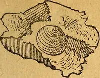 An illustration from Historia novi et admirabilis fontis balneique Bollensis in Ducatu Wirtembergico ad acidulas Goepingenses : mandato illustris. principis ac D.D. Frid. Ducis Vvirtemberg. et Teccensis. Comitis Montisbelig. &c. ac Equ. Ord. Reg. Gall. ad subditorum omniumqu[e] vicinorum & exterorum emolumentum ob vires insignes adornati, (1598)