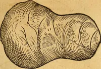 An illustration from Historia novi et admirabilis fontis balneique Bollensis in Ducatu Wirtembergico ad acidulas Goepingenses : mandato illustris. principis ac D.D. Frid. Ducis Vvirtemberg. et Teccensis. Comitis Montisbelig. &c. ac Equ. Ord. Reg. Gall. ad subditorum omniumqu[e] vicinorum & exterorum emolumentum ob vires insignes adornati, (1598)