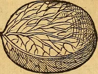 An illustration from Historia novi et admirabilis fontis balneique Bollensis in Ducatu Wirtembergico ad acidulas Goepingenses : mandato illustris. principis ac D.D. Frid. Ducis Vvirtemberg. et Teccensis. Comitis Montisbelig. &c. ac Equ. Ord. Reg. Gall. ad subditorum omniumqu[e] vicinorum & exterorum emolumentum ob vires insignes adornati, (1598)